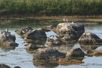 Naturreservat Khor Al Mughsail