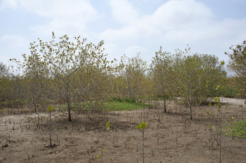 Reserva Natural de Al Qurm