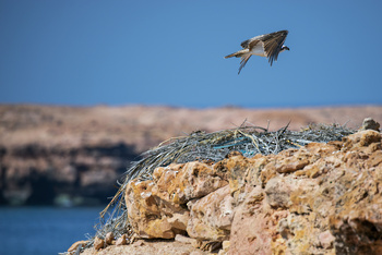 Naturreservat Daymaniyat Inseln