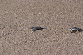 Reserva de las Tortugas en la Gobernación de Al Sharqiyah del Sur – Ras Al Hadd