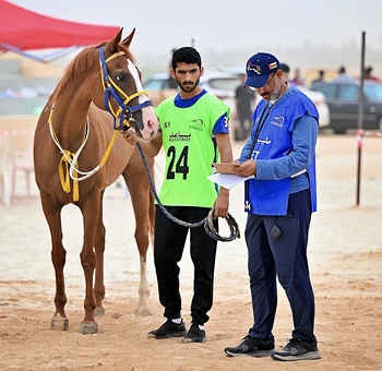 Caballos y Camellos