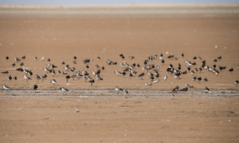 Réserve de zones humides