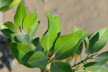 Réserve naturelle d’Al Qurm