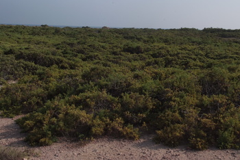 Naturreservat Daymaniyat Inseln