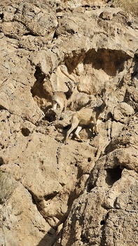 Réserve naturelle d’Al Sarin 