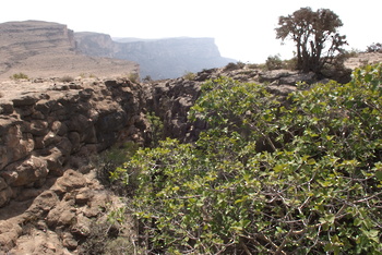 Naturreservat Jabal Samhan