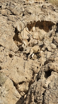 Naturreservat Al Sareen