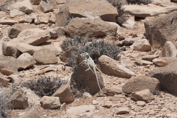 Reserva de Jabal Samhan