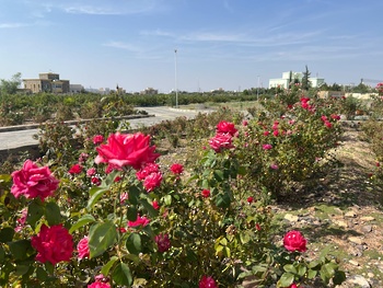 La destilación del agua de rosas