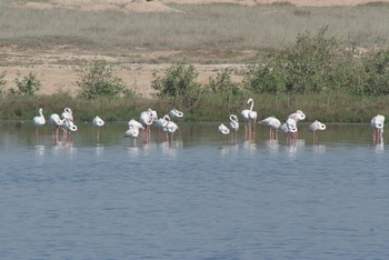 Reserva de Khor Awqad