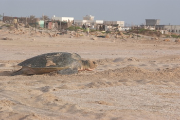 Reserva de las Tortugas en la Gobernación de Al Sharqiyah del Sur – Ras Al Hadd