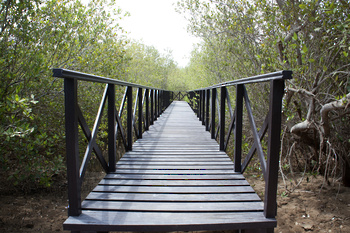 Naturreservat Al Qurm 