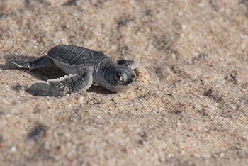 Reserva de las Tortugas en la Gobernación de Al Sharqiyah del Sur – Ras Al Hadd
