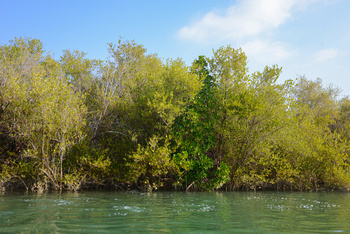 Naturreservat Al Qurm 