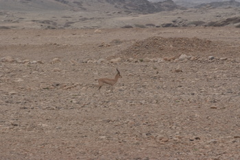 Naturreservat Jabal Samhan