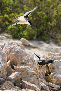 Naturreservat Daymaniyat Inseln