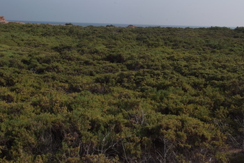 Naturreservat Daymaniyat Inseln