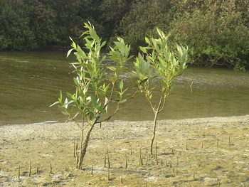 Naturreservat der Feuchtgebiete