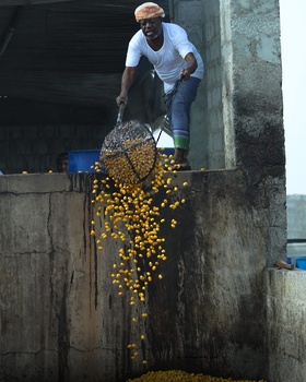 Al Tabsil (Hervir dátiles en agua) 