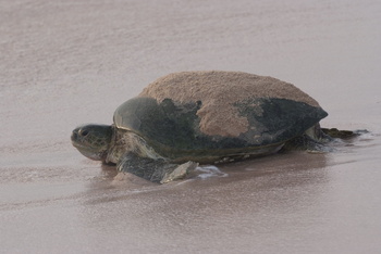 Reserva de las Tortugas en la Gobernación de Al Sharqiyah del Sur – Ras Al Hadd