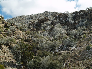 Réserve paysagère d\'Al Jabal Al Akhdar