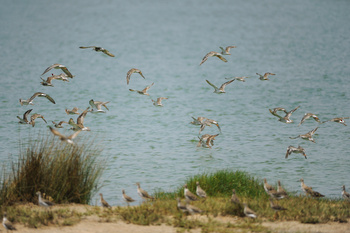 Naturreservat Khor Al Dahariz