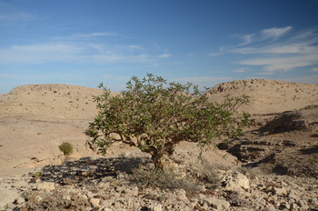 Naturreservat Jabal Samhan