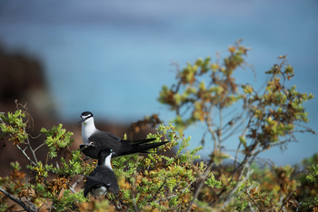 Naturreservat Daymaniyat Inseln