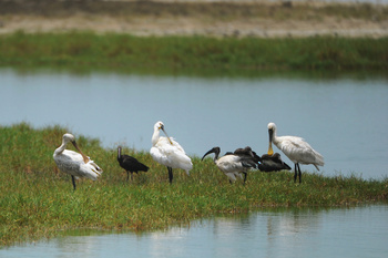 Reserva de Khor Dahariz
