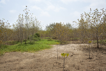 Naturreservat Al Qurm 