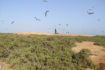 Réserve naturelle des îles Dimaniyat