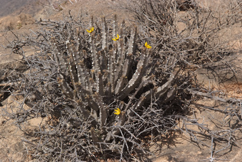 Réserve du Jabal Samhan  