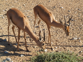 Reserva Natural de Al Saleel