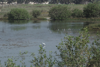 Reserva de Khor Awqad