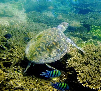 Vie sauvage du Sultanat d’Oman 