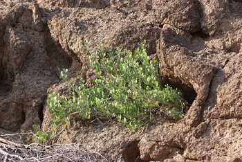Reserva Natural de Al Saleel