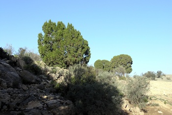 Reserva de Al Jabal Al Akhdar para Paisajes Naturales 