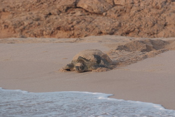 Reserva de las Tortugas en la Gobernación de Al Sharqiyah del Sur – Ras Al Hadd