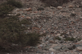 Naturreservat Jabal Samhan