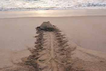Reserva de las Tortugas en la Gobernación de Al Sharqiyah del Sur – Ras Al Hadd