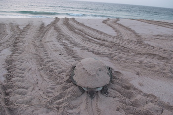 Reserva de las Tortugas en la Gobernación de Al Sharqiyah del Sur – Ras Al Hadd