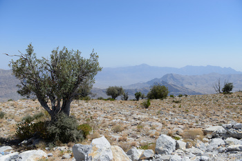 Naturschutzgebiet Al Jabal Al Akhdar für Landschaften