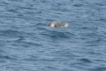 Reserva de las Tortugas en la Gobernación de Al Sharqiyah del Sur – Ras Al Hadd