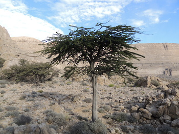 Reserva de Jabal Samhan