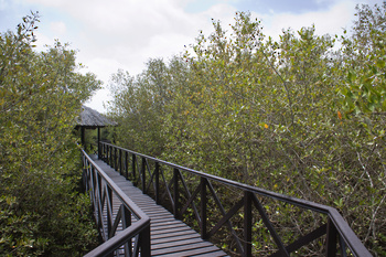 Naturreservat Al Qurm 