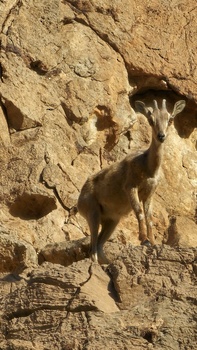 Naturreservat Al Sareen
