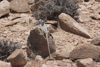 Naturreservat Jabal Samhan