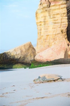 Die Tierwelt im Sultanat Oman