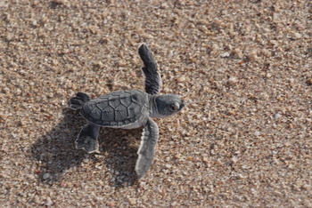 Reserva de las Tortugas en la Gobernación de Al Sharqiyah del Sur – Ras Al Hadd