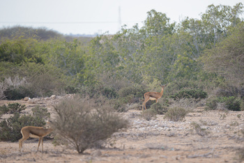 Naturschutzgebiet Ras Al Shajar – Qurayyat